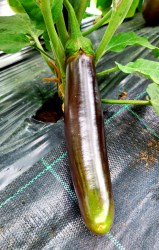 eggplant bangladesh long